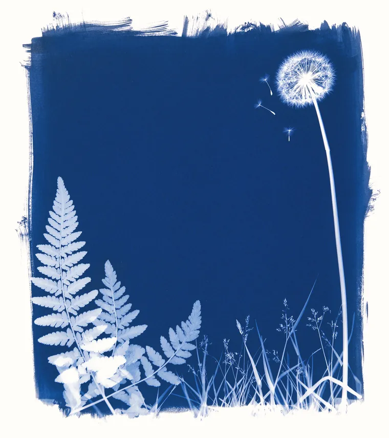 Cyanotype sun-print of fern fronds, wild grasses and a dandelion seed head, white on deep blue