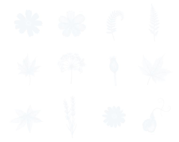 Cyanotype sun-print of twelve pressed flowers, leaves and seed heads laid in three rows of four